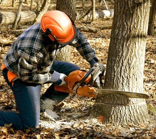 Tree Removal in North Clarendon, VT